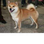 The Ultamite Doge Clan