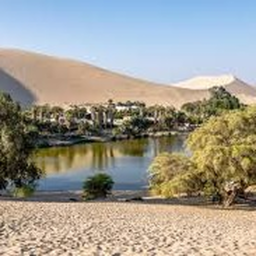 Oasis