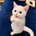 Bubbles cats!