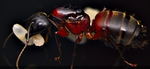 Ant controversy group