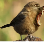 Bubo squad
