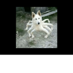 SPIDER-DOGGY