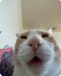 Pokibboyo