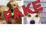 DOGS ARENT REAL