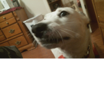 Atlas Doge