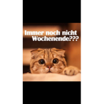 finjaiscoolxd