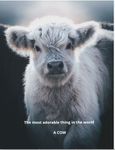 Cows luver