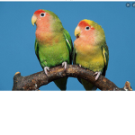 PeachyParrots