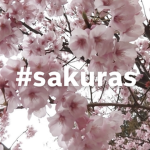 #sakuras