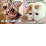 cats are so cute lol