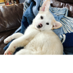 Why Dogs are the best( That’s my dog on the cover