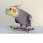 cockatiel shop