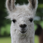 Cult of the Llama