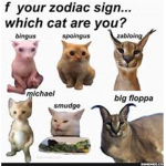 cat meme enjoyers