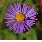 astoria's asters
