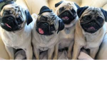Puggy Nation