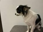Rocky mi perito