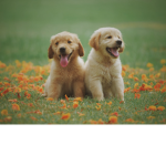 ~Golden Donations~