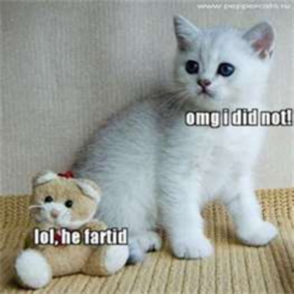 Funny Cat Roblox decal