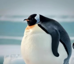 Gerald. The penguin. Society.