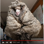 hi hug a dog