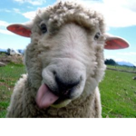 Awesome Sheep