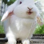 The animal,pets