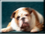 The Yellow Bulldog Company