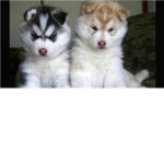 Puppy Paradise! :D