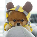 JiffPom Fan Club