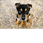 Dog Palace <3