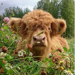 Donation fluffy cow