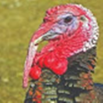 me and friends hangout with turkeys!
