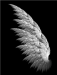 The Angels take fleight