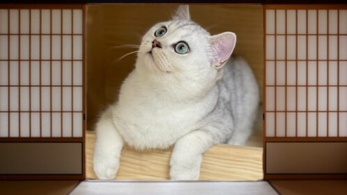 🐈 [Obby] Cat Museum