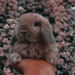Bunnyss :)