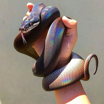 Kshae722