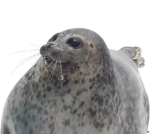 Doomspire Seals