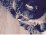 ❤️Cats❤️
