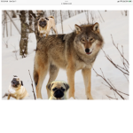 Wolf And Pug Army