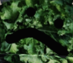 A Cup of Kale