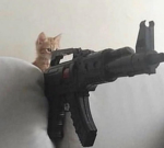 Angry kitten