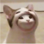 DOGE CAT ONLY