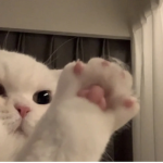 ~Chrissy~