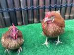 Chicken wonderland