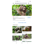 Sloths clan only
