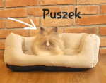 WIDZOWIE PUSZKA!