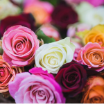 Ashley's Wonderful Rose Garden