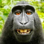 あ Great Monkeys