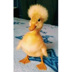 The odd little ducks